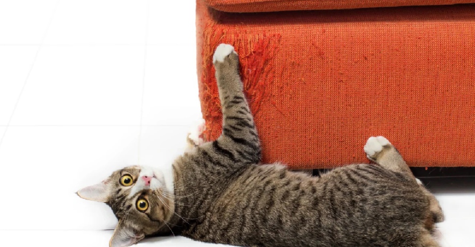 Кошка подрала диван из ткани как восстановить| «Мебельник-Алматы»